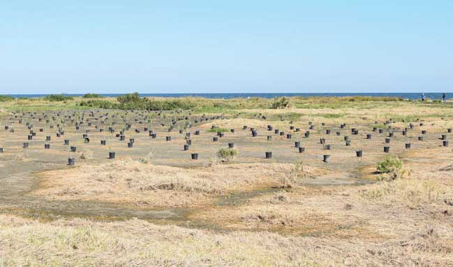 Queen Bess Island restoration
